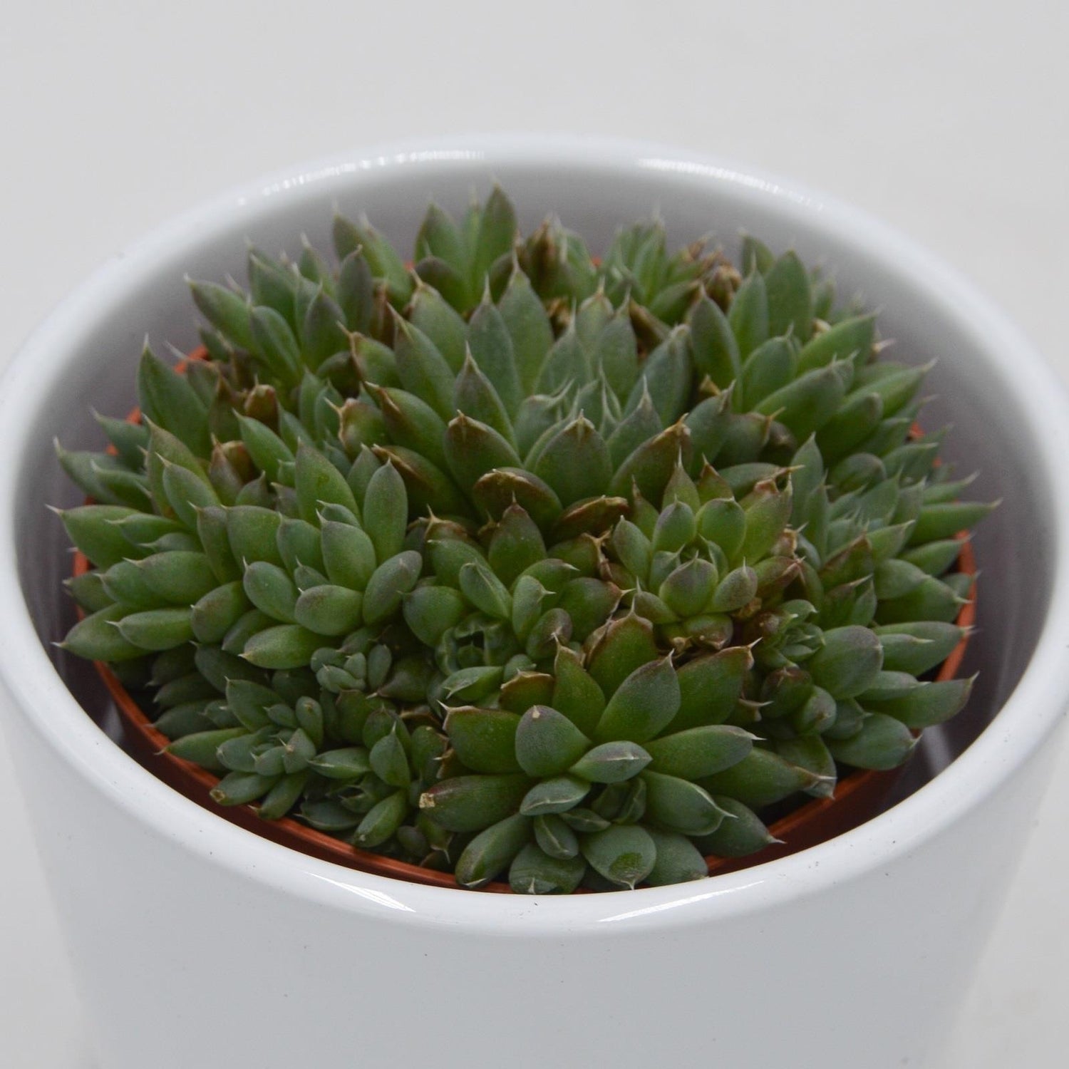 Orostachys spinosa - 8.5cm