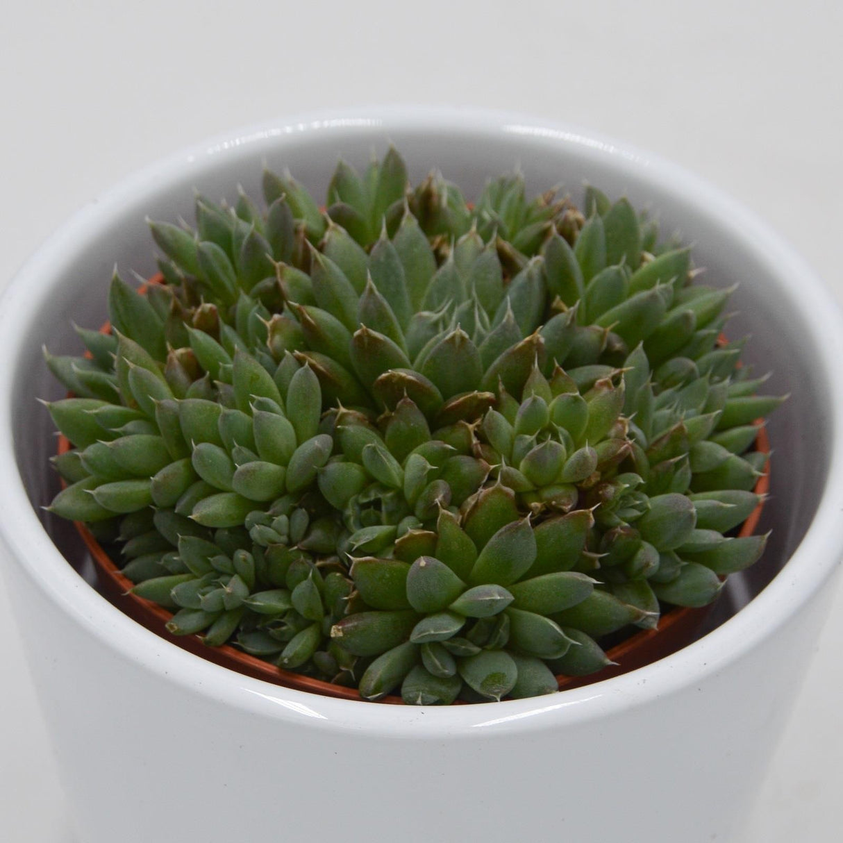 Echeveria setosa var. minor f. cristata - 5.5cm