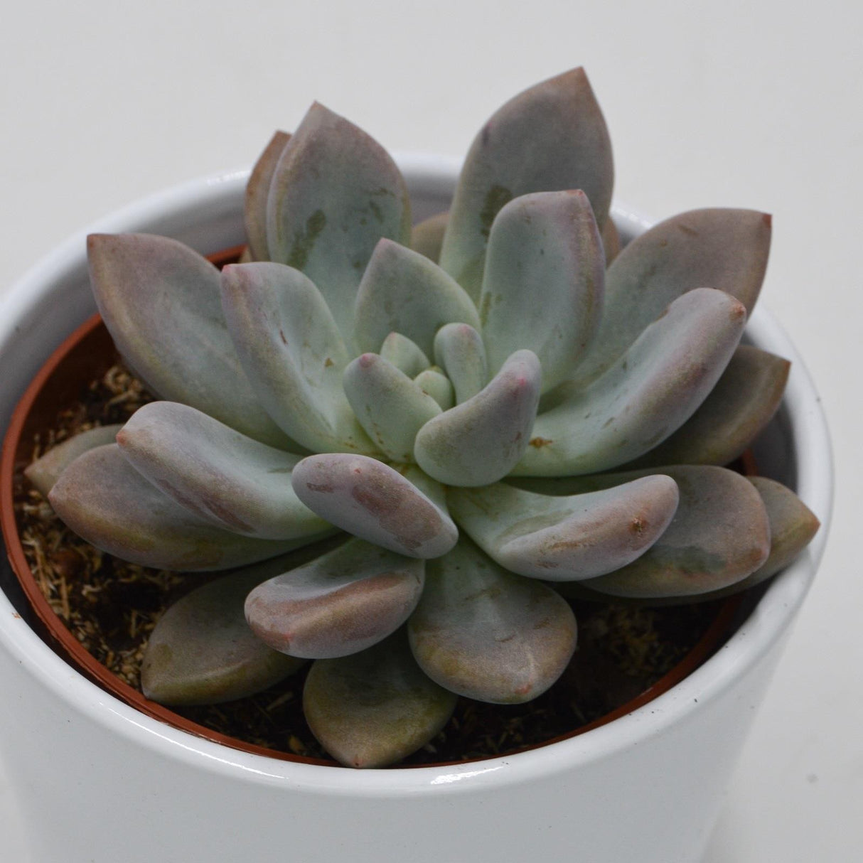 x Graptoveria Opalina - 10.5cm