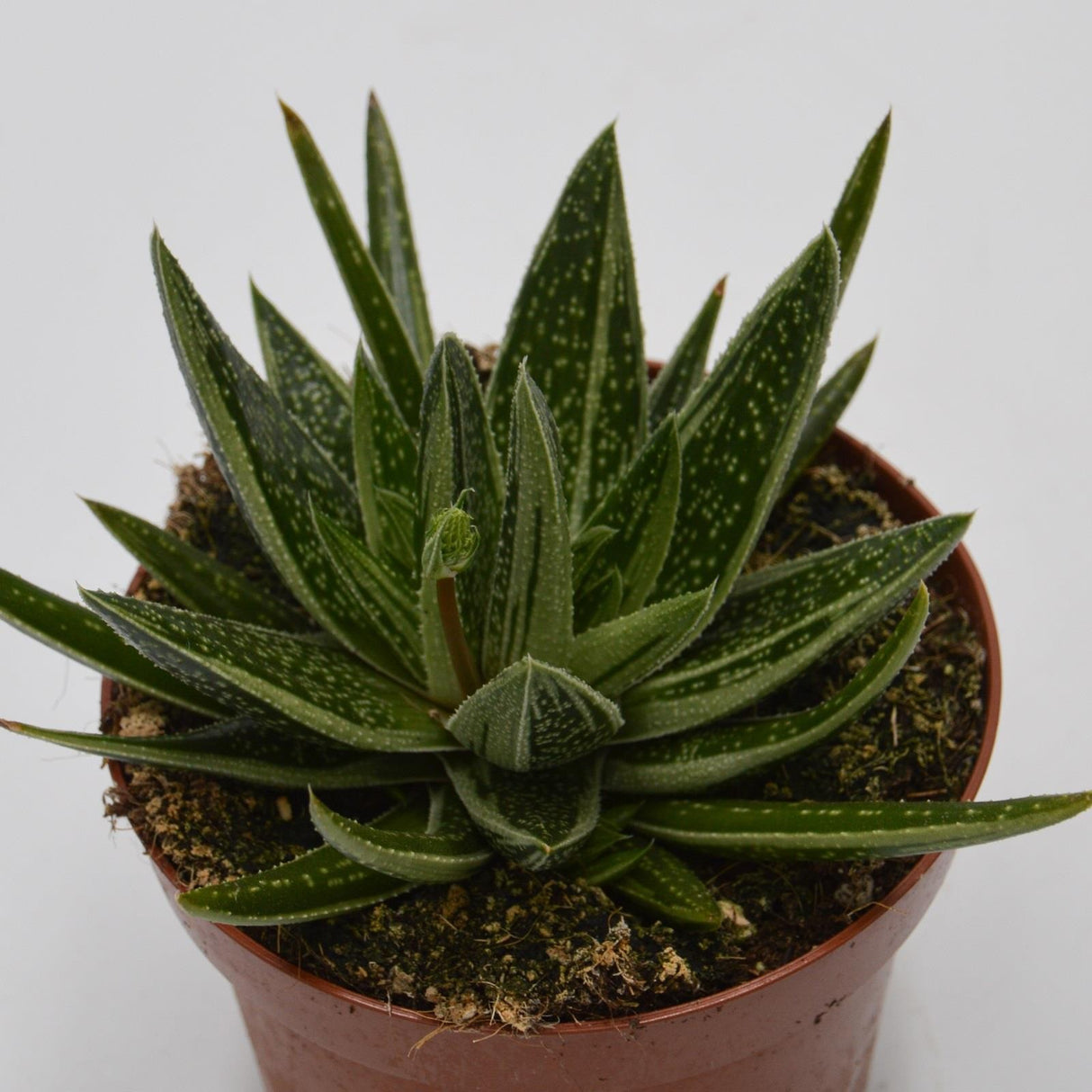 x Gasteraloe Doreen - 12cm