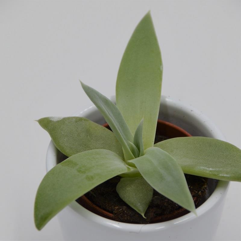 Dudleya brittonii - 5.5cm