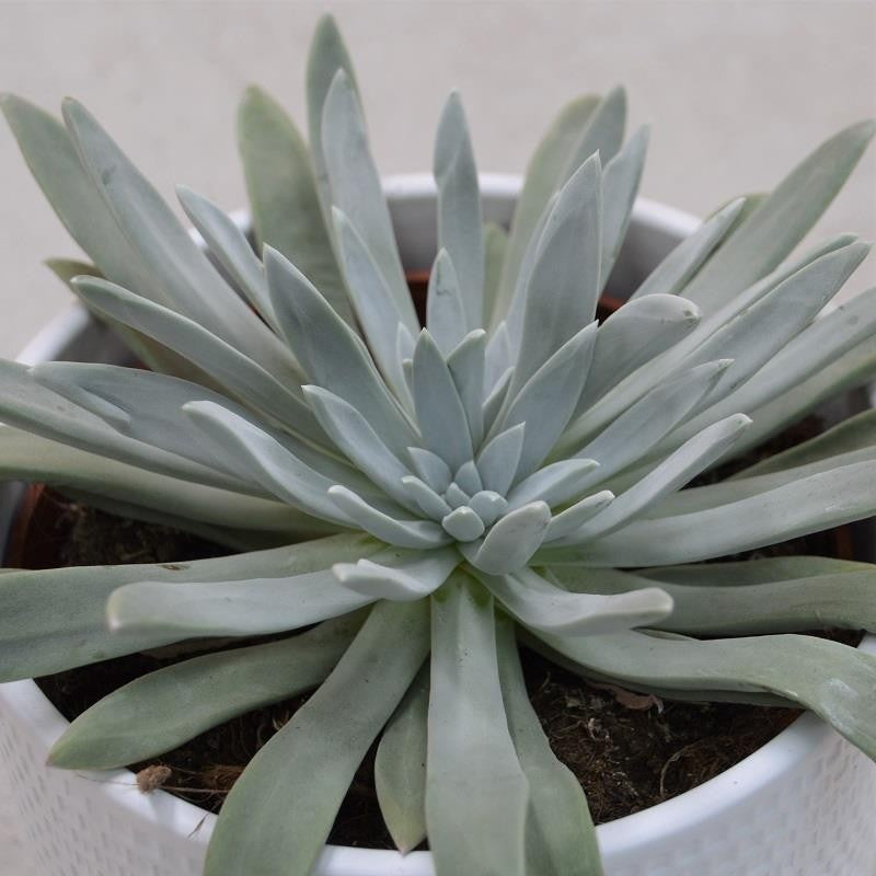 Dudleya caespitosa - 13cm