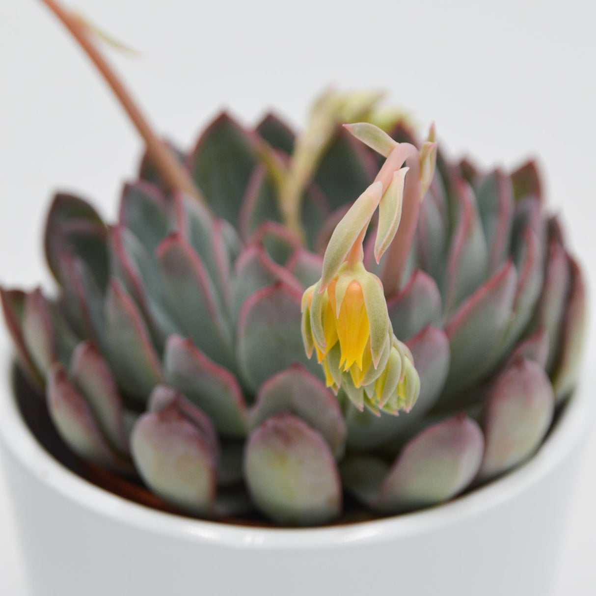 Echeveria Apus - 8,5cm
