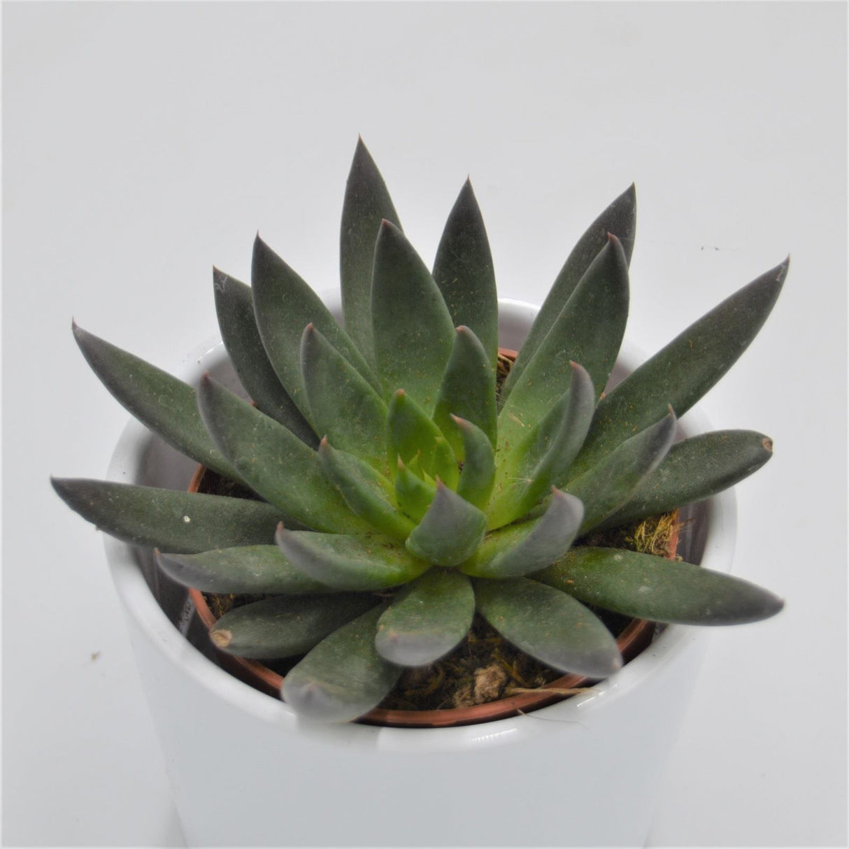 Echeveria affinis - 8.5cm