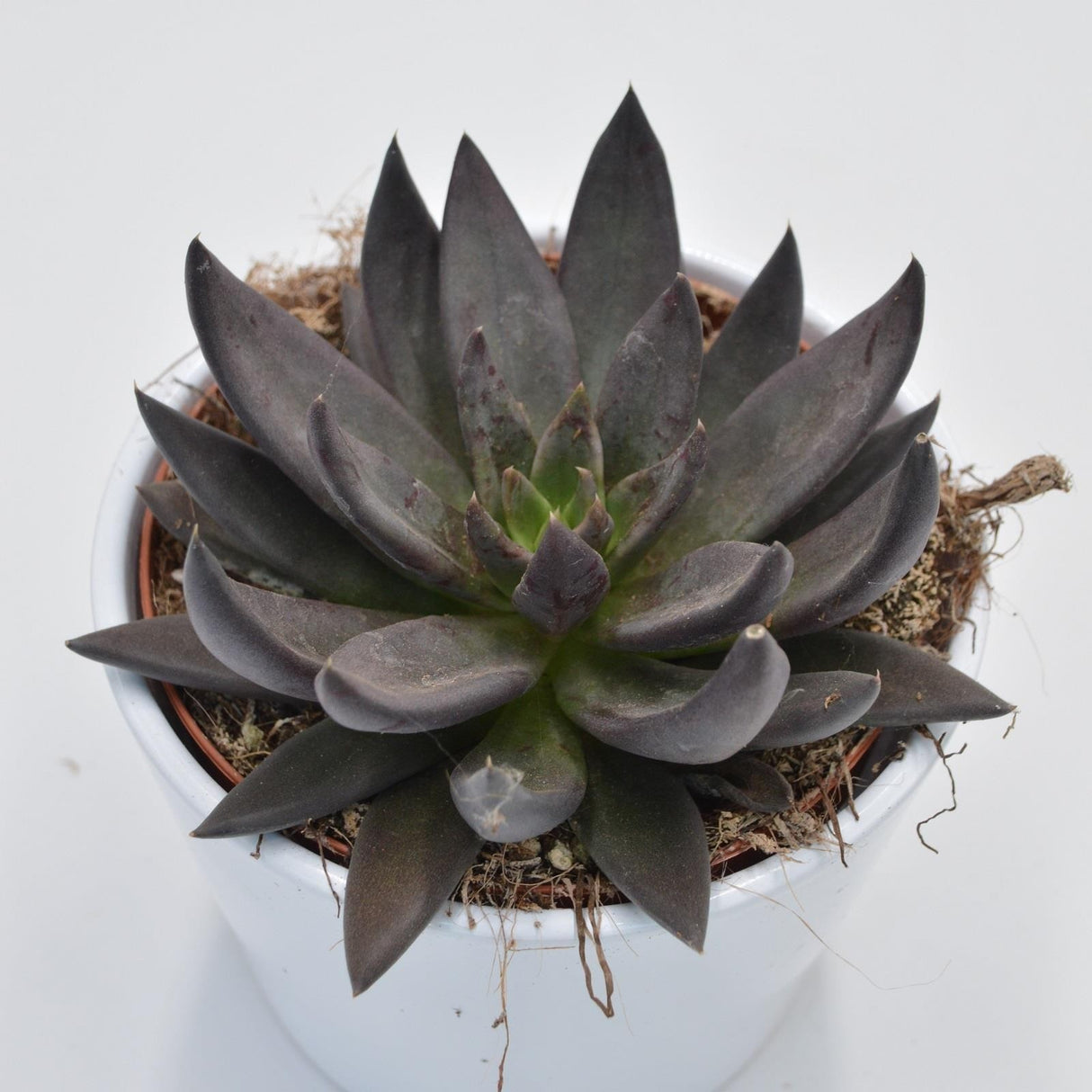 Echeveria affinis - 12cm