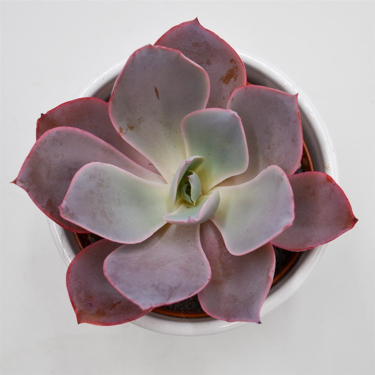 Echeveria Afterglow - 10.5cm
