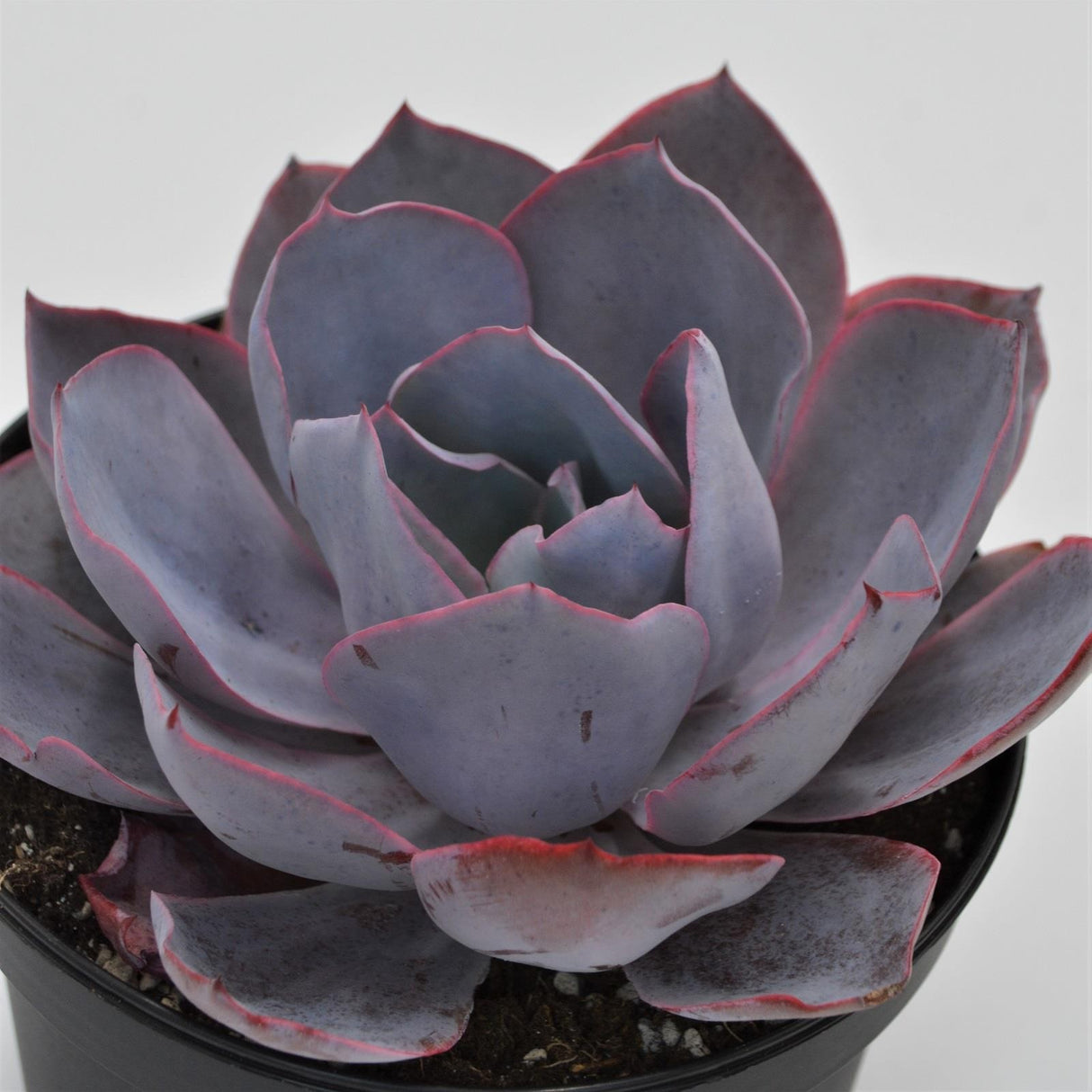 Echeveria Afterglow - 15cm
