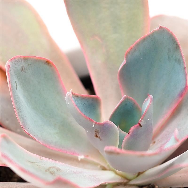 Echeveria Afterglow - 10.5cm