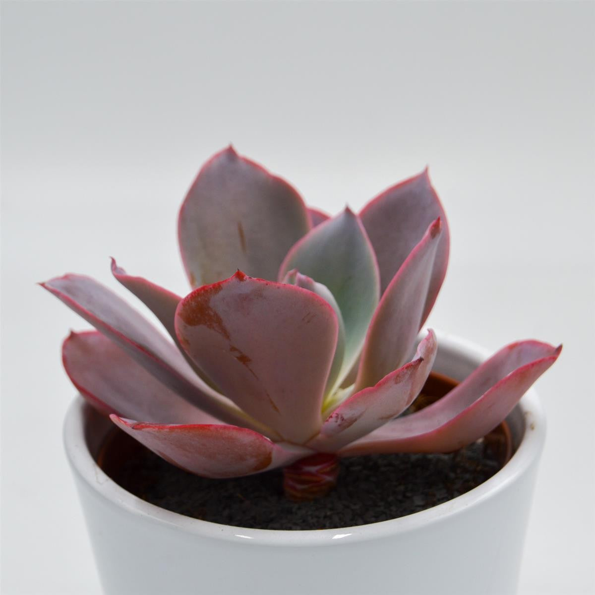 Echeveria Afterglow - 10.5cm