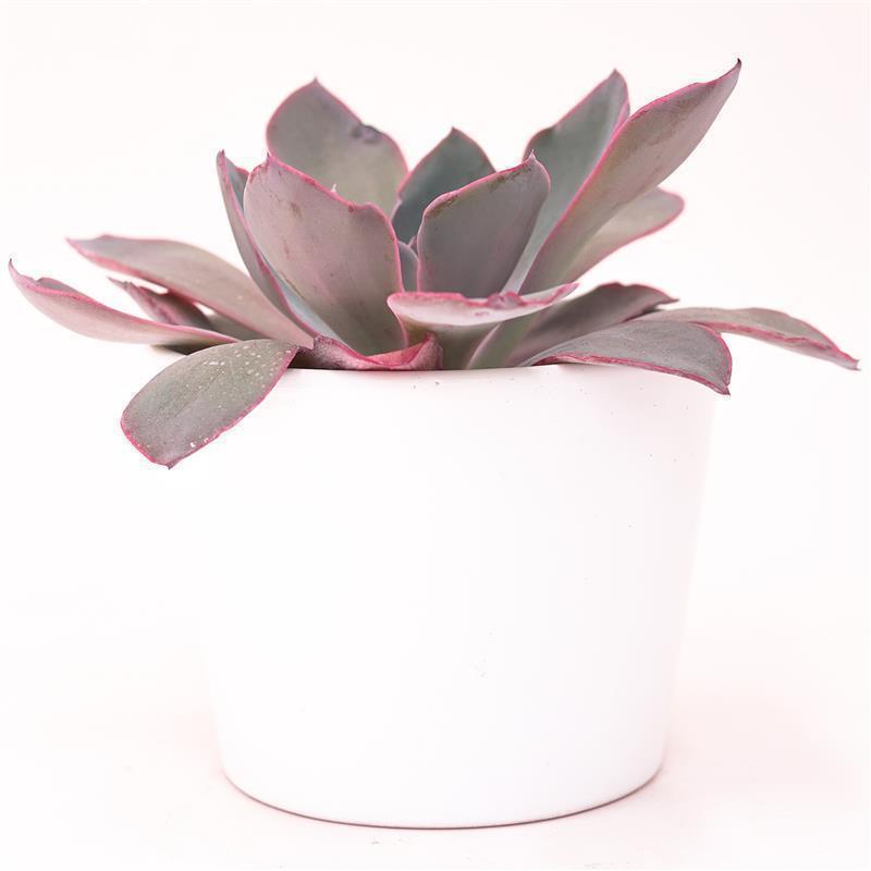 Echeveria Afterglow - 10.5cm