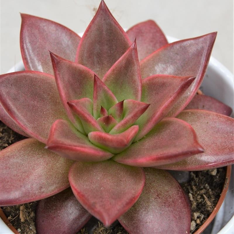 Echeveria agavoides Romeo Rubin - 10.5cm