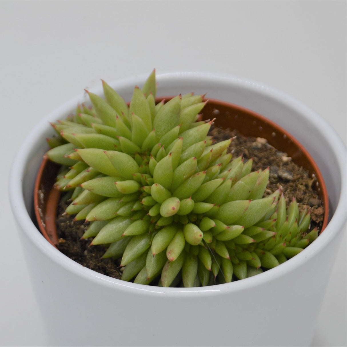 Echeveria agavoides var. corderoyi f. cristata - 10.5cm