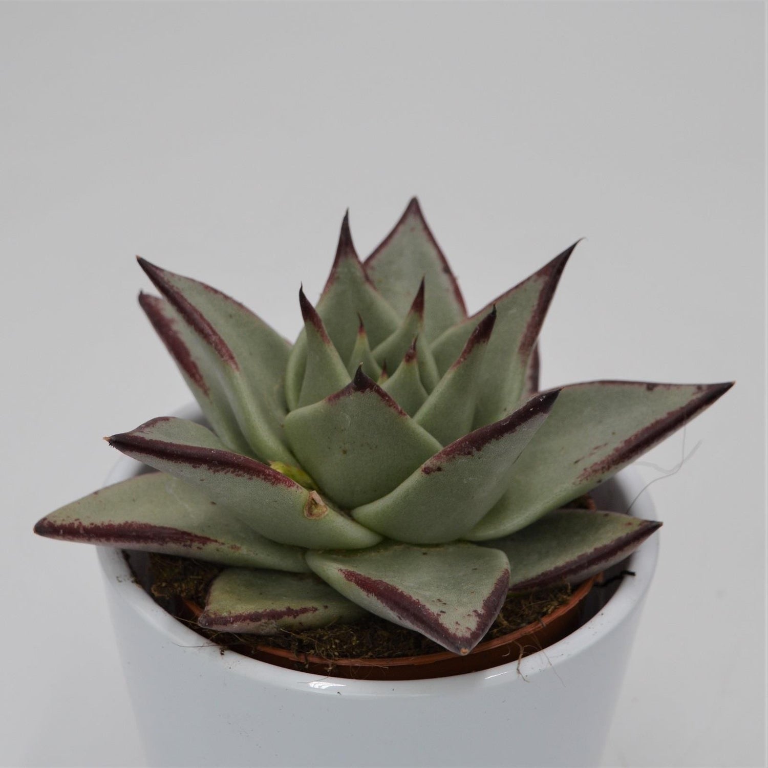 Echeveria agavoides Ebony - 8.5cm