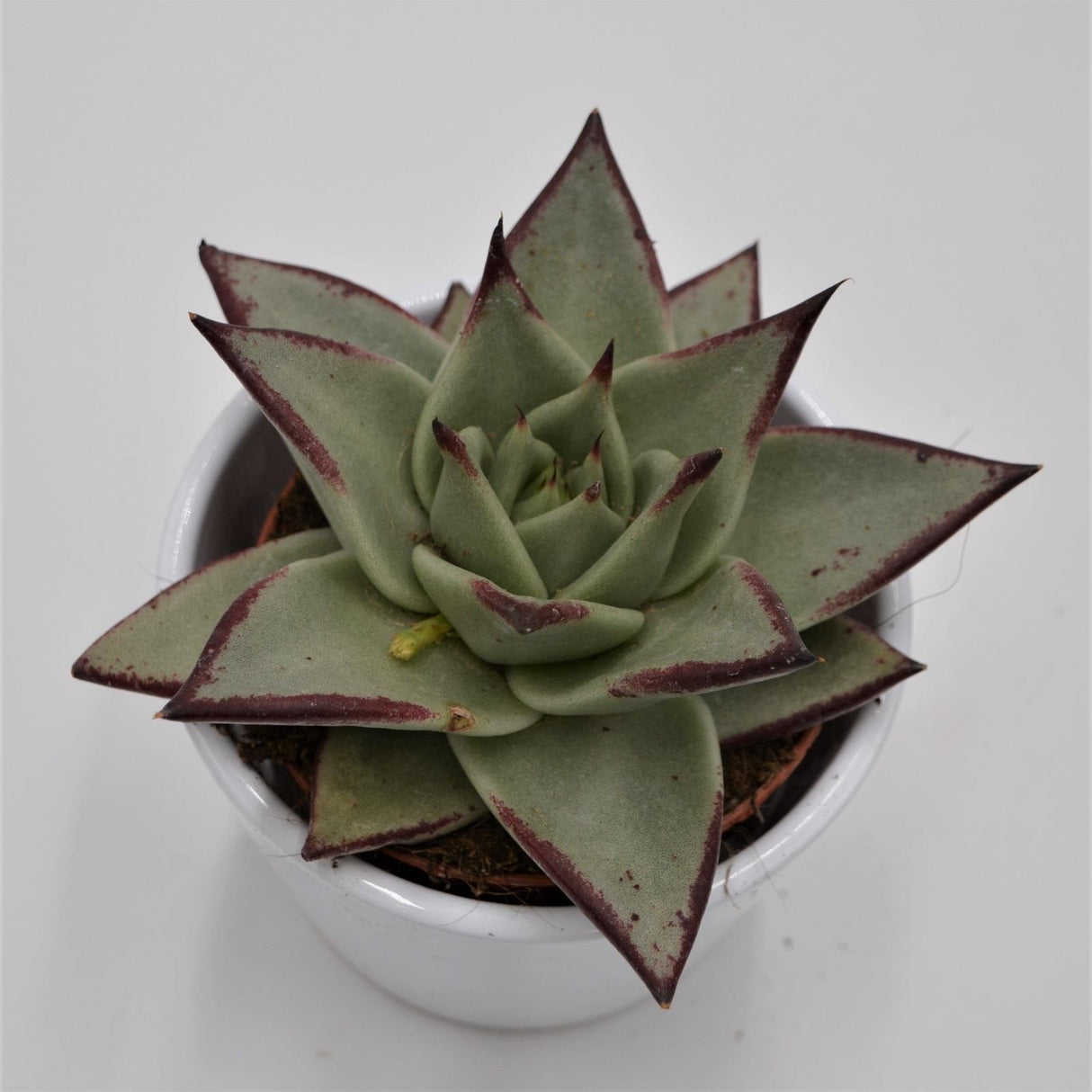 Echeveria agavoides Ebony - 8.5cm