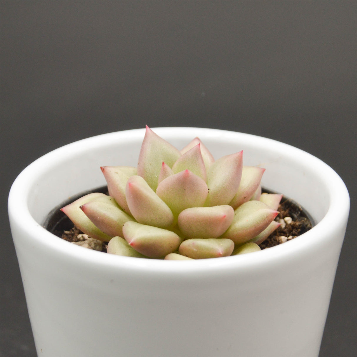 Echeveria agavoides JC Van Keppel - 6cm