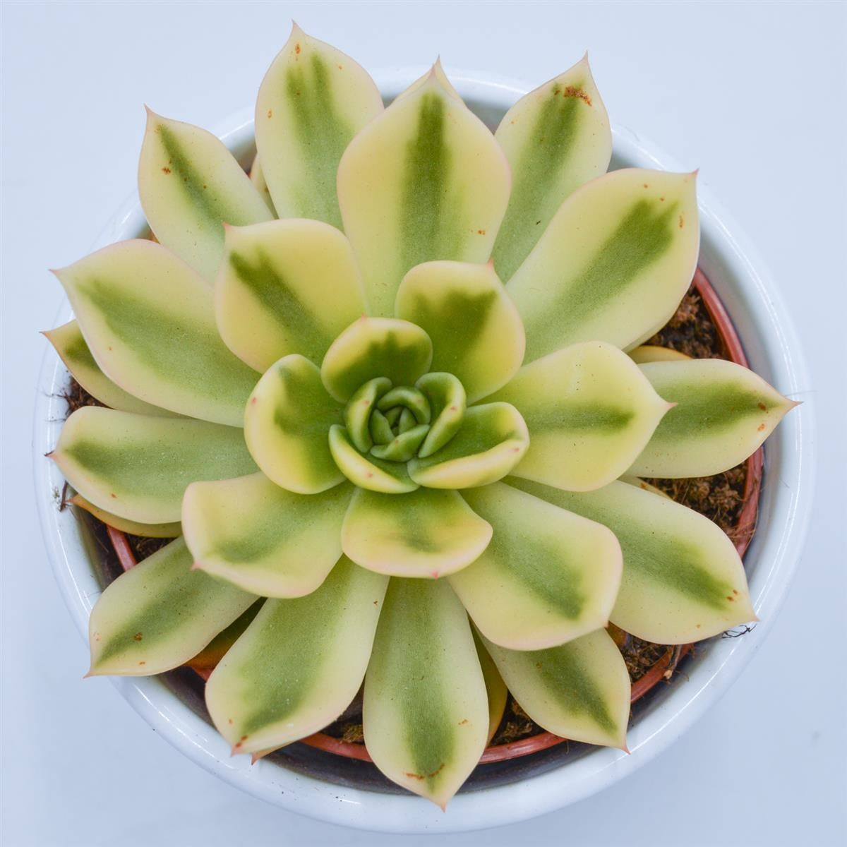 Echeveria agavoides Mira f. variegata - 10.5cm