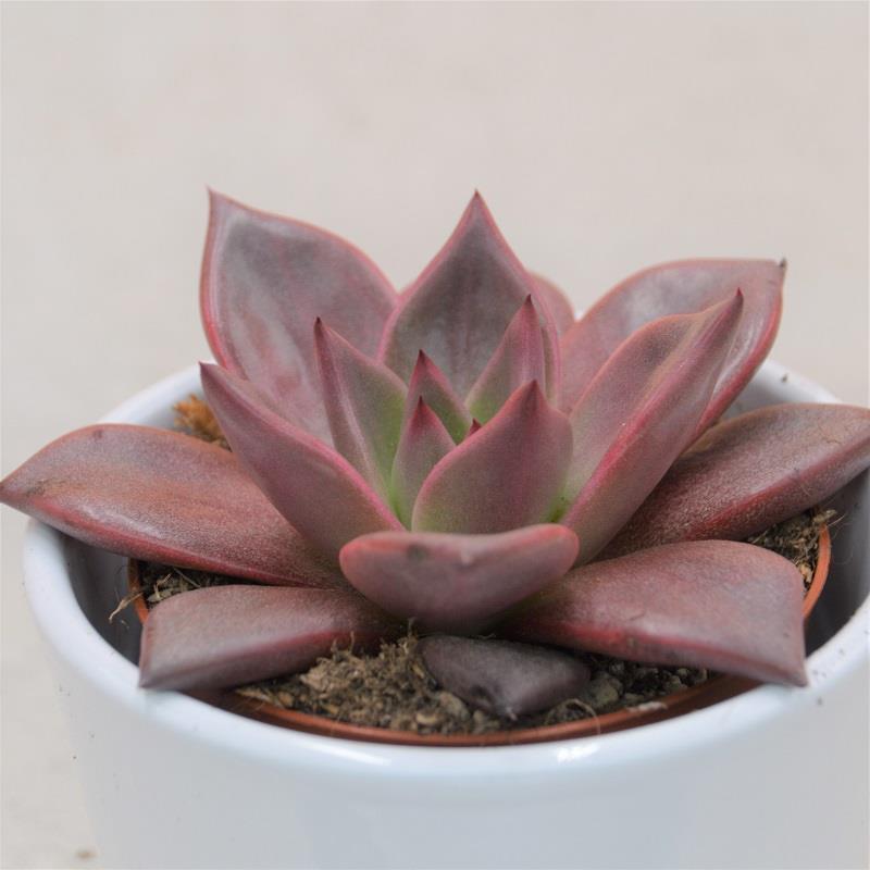 Echeveria agavoides Romeo - 8.5cm