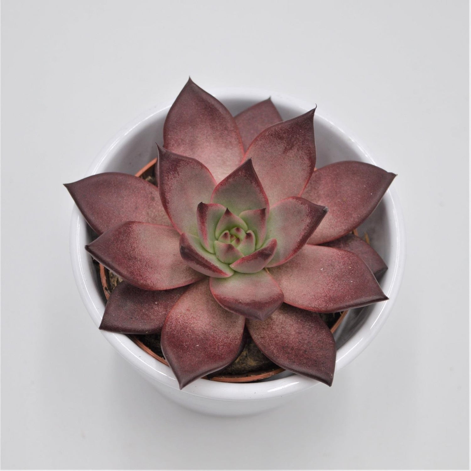 Echeveria agavoides Romeo Rubin - 8.5cm