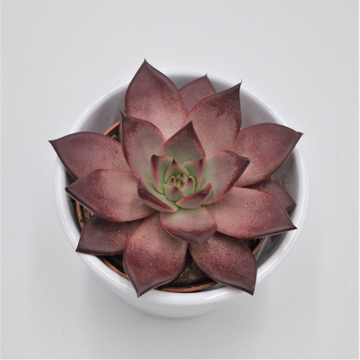 Echeveria agavoides Romeo Rubin - 8,5cm