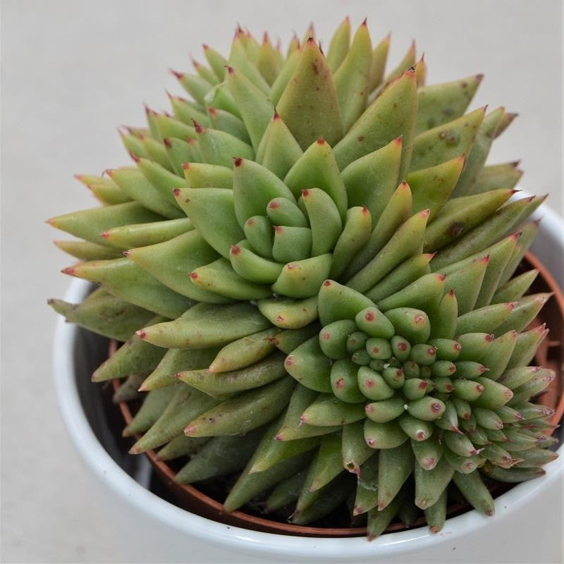 Echeveria agavoides var. corderoyi f. cristata - 10.5cm