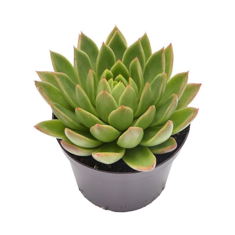Echeveria agavoides Miranda - 10,5cm
