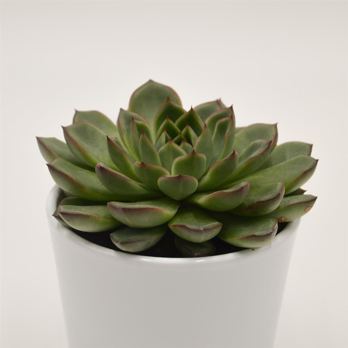 Echeveria Amado - 10.5cm