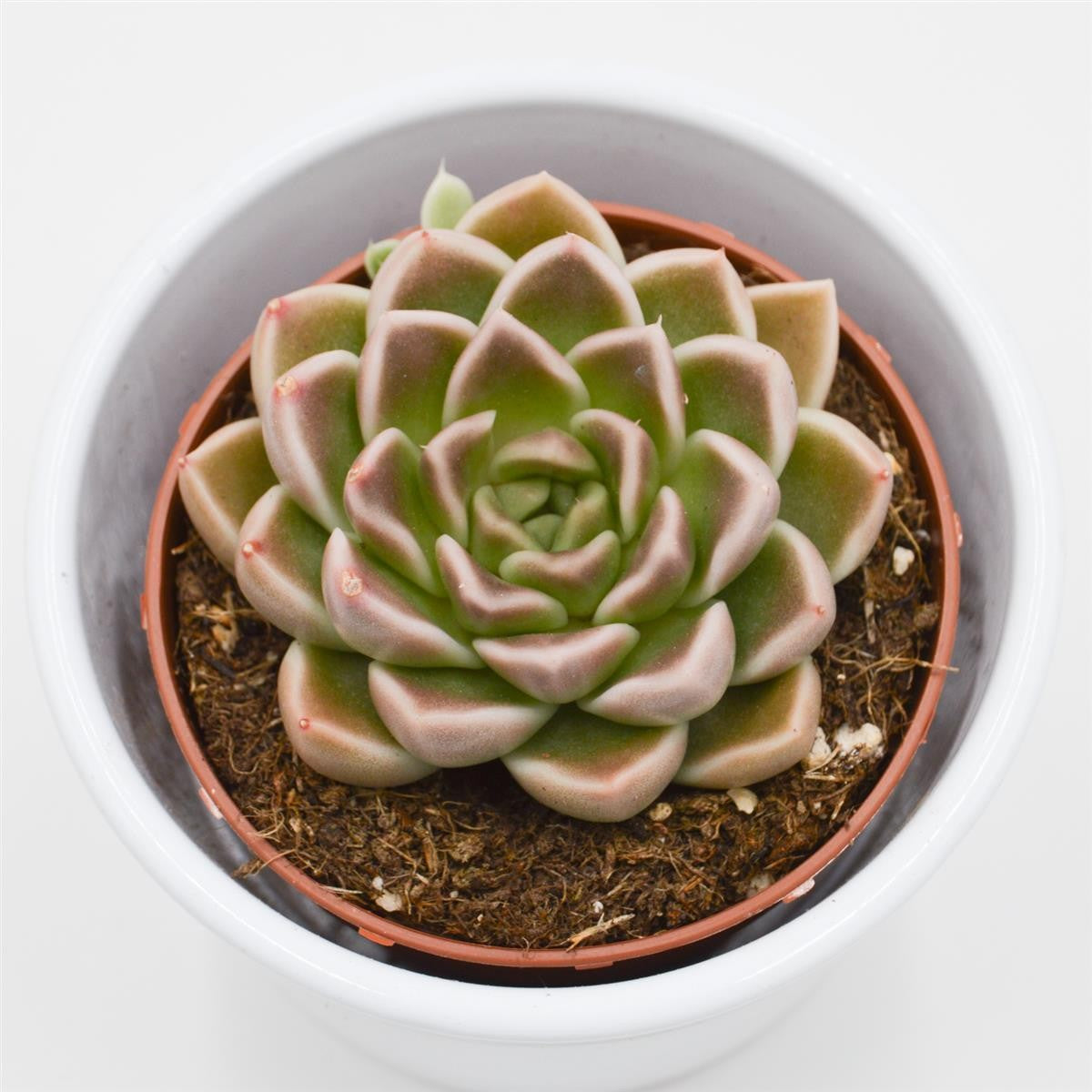 Echeveria Anubis - 8.5cm
