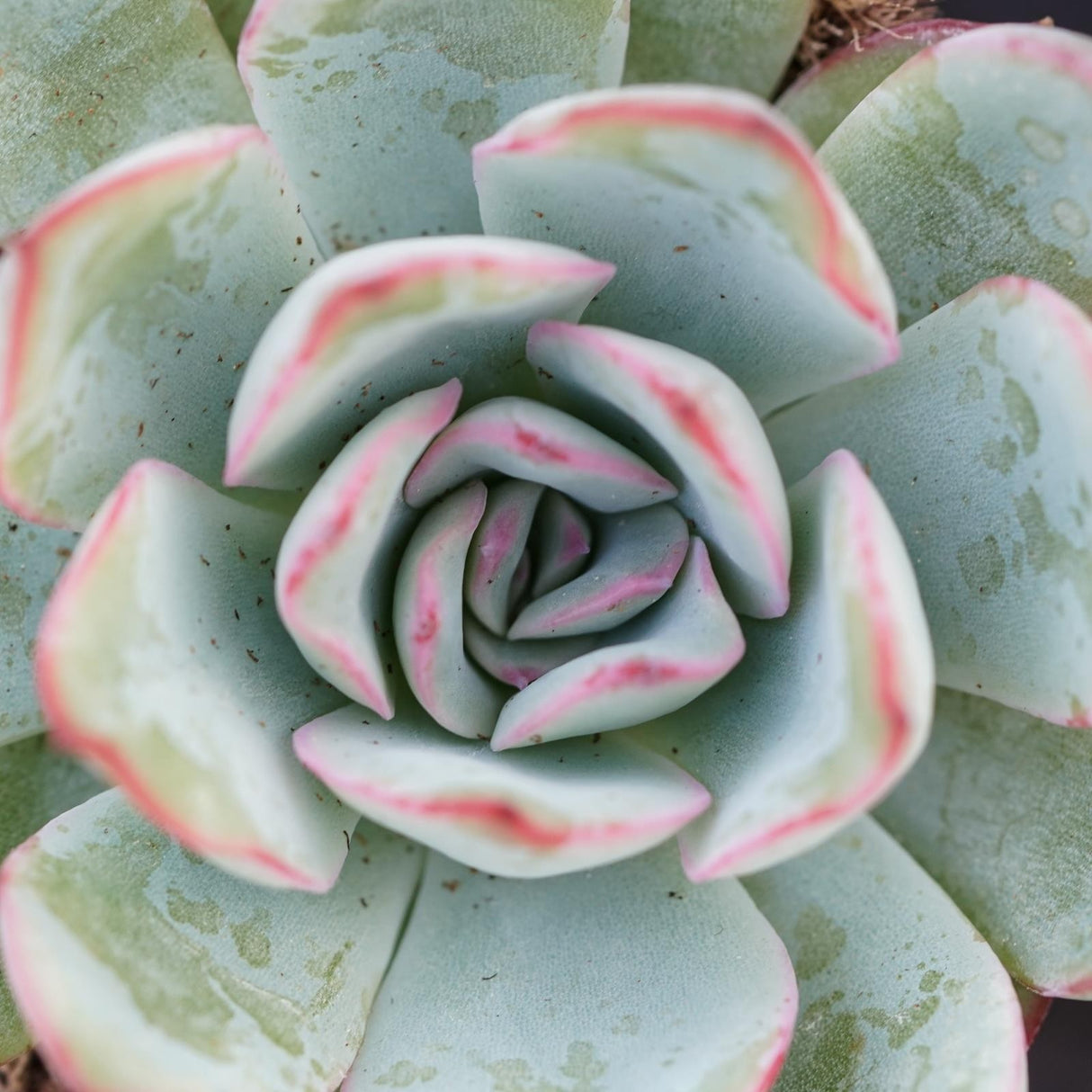 Echeveria Apus - 6cm