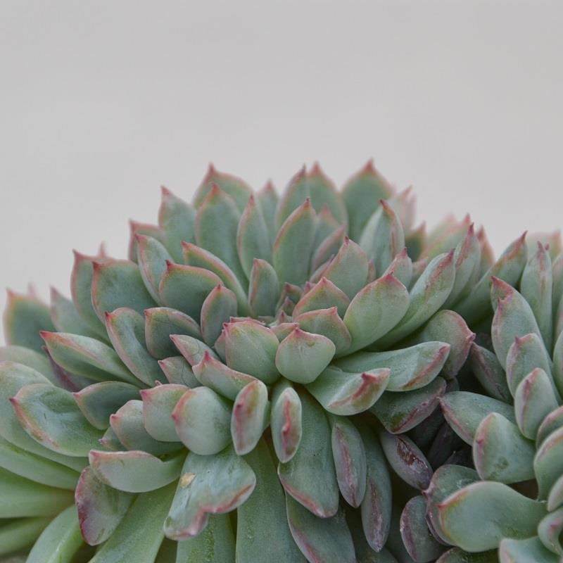 Echeveria Apus f. cristata - 8,5cm