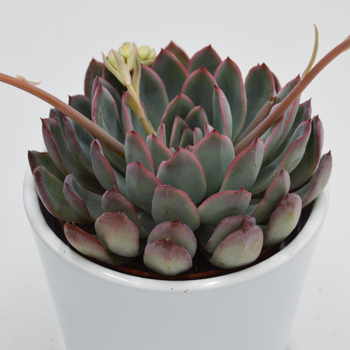 Echeveria Apus - 8.5cm