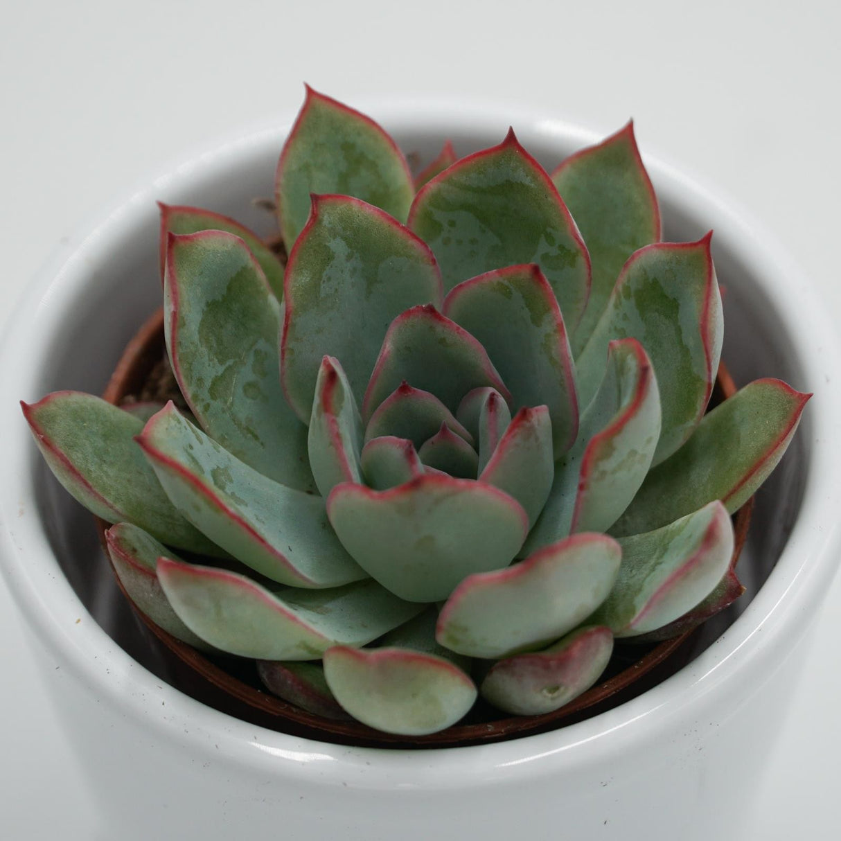 Echeveria Apus - 6cm