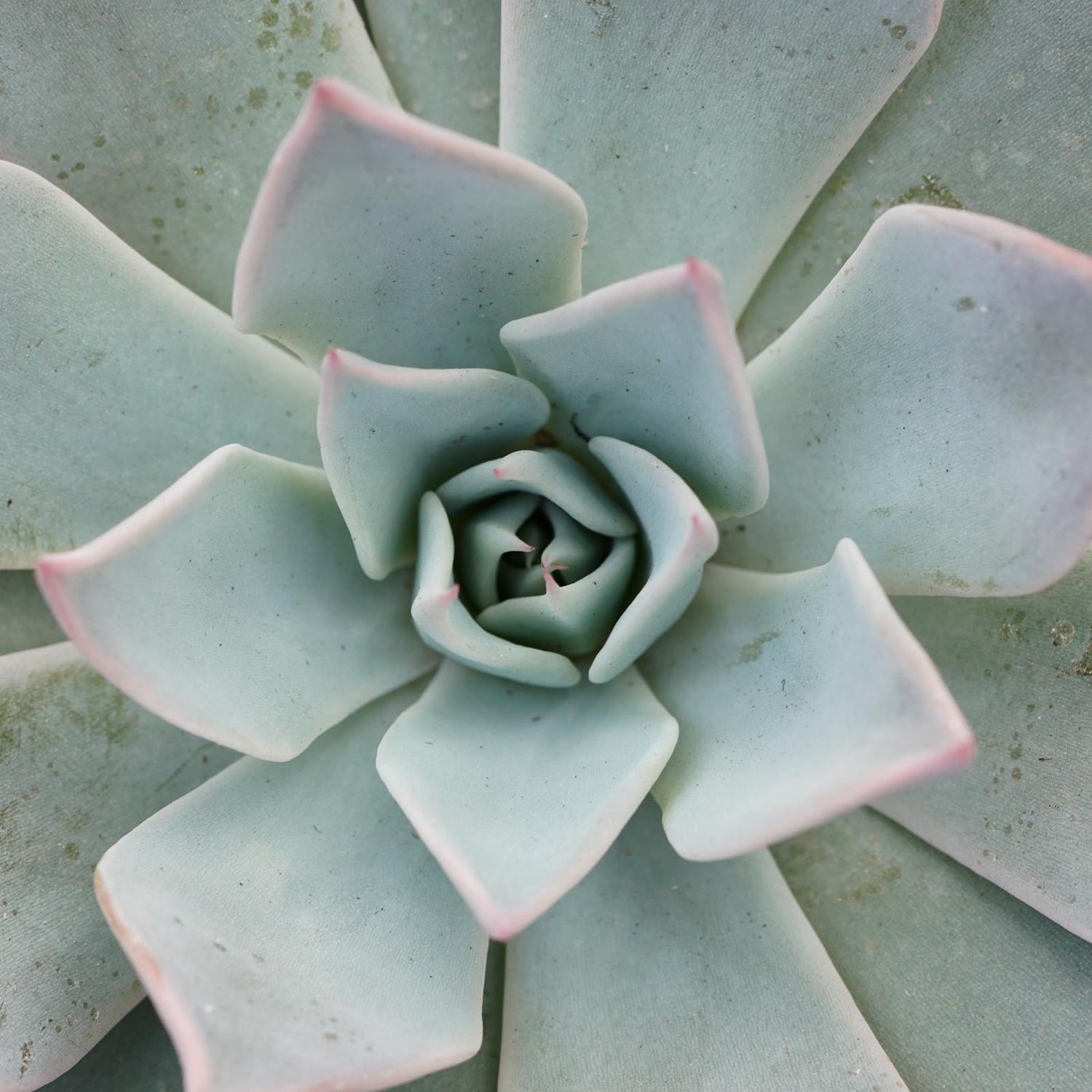 Echeveria Aquila - 10.5cm