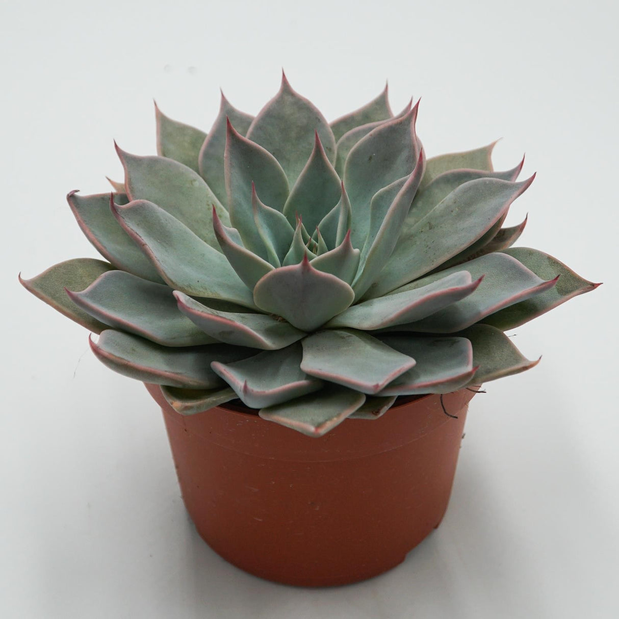 Echeveria Aquila - 10.5cm