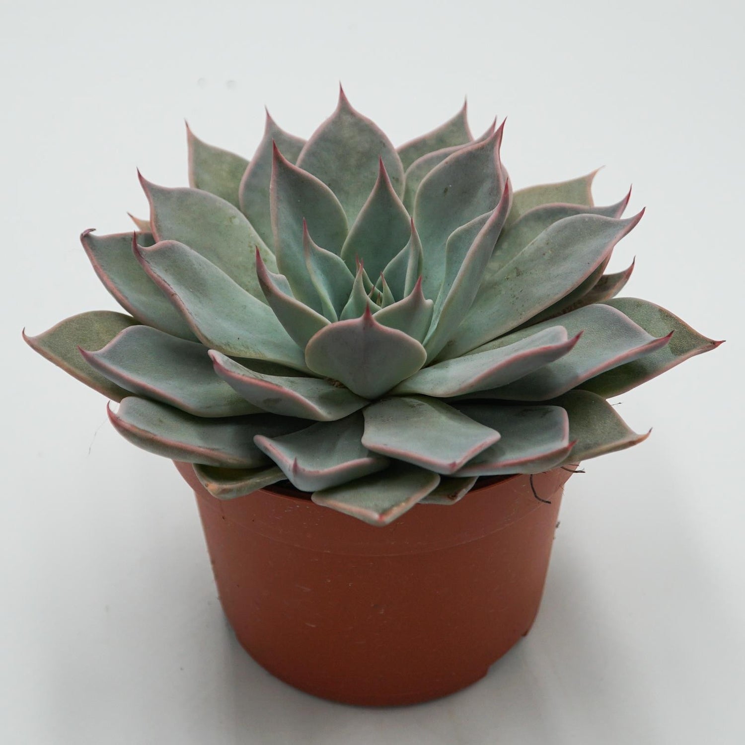 Echeveria Aquila - 10.5cm