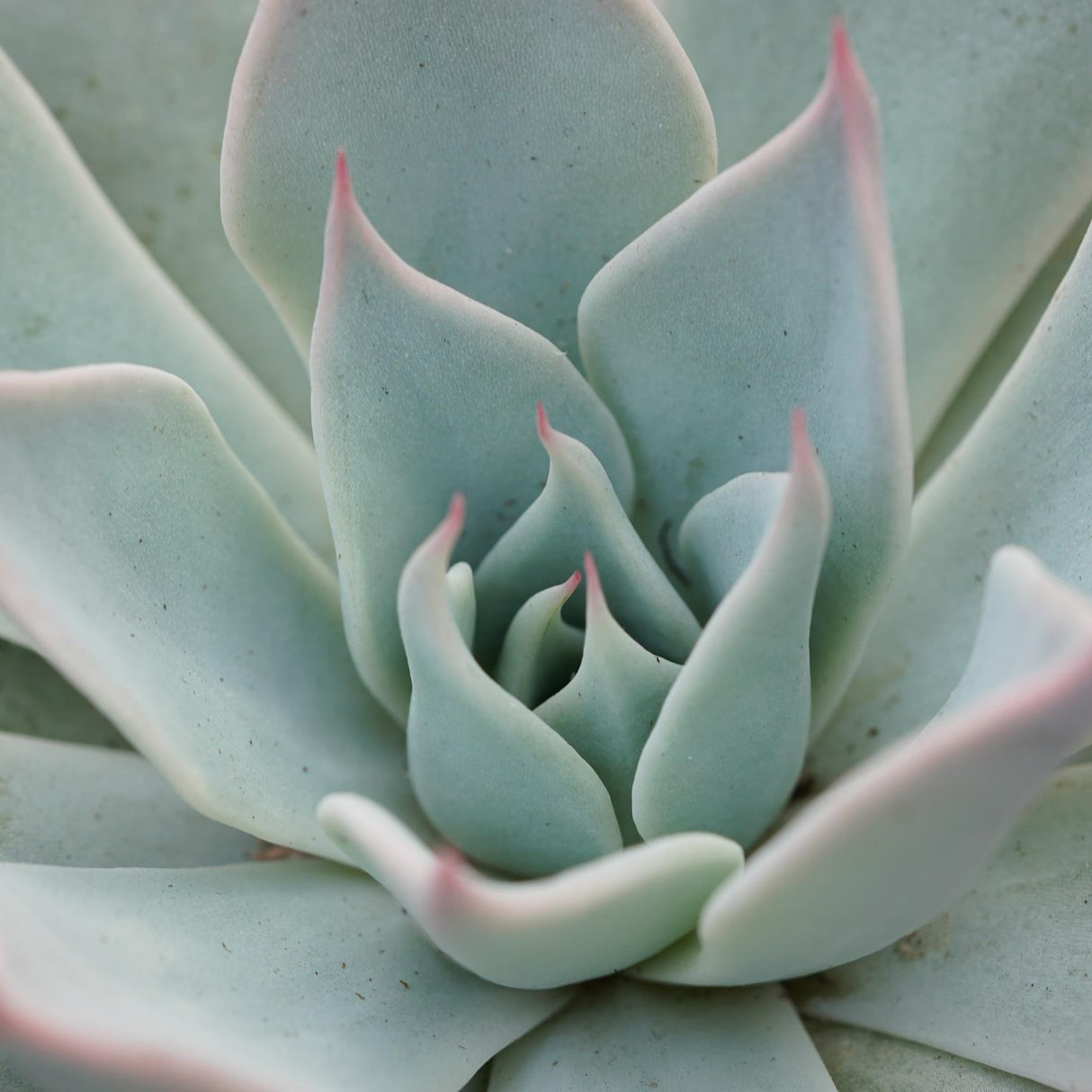 Echeveria Aquila - 10.5cm