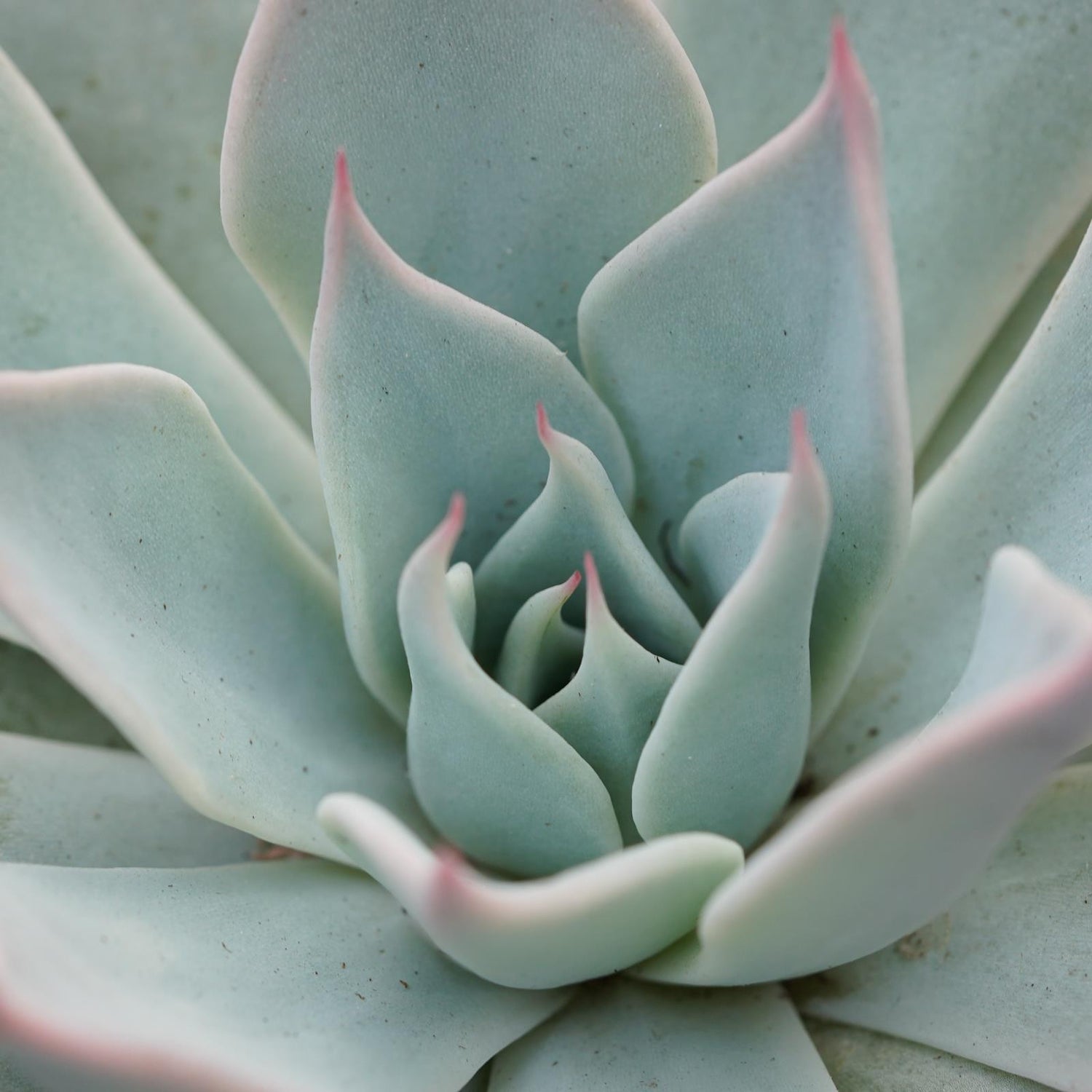 Echeveria Aquila - 10.5cm