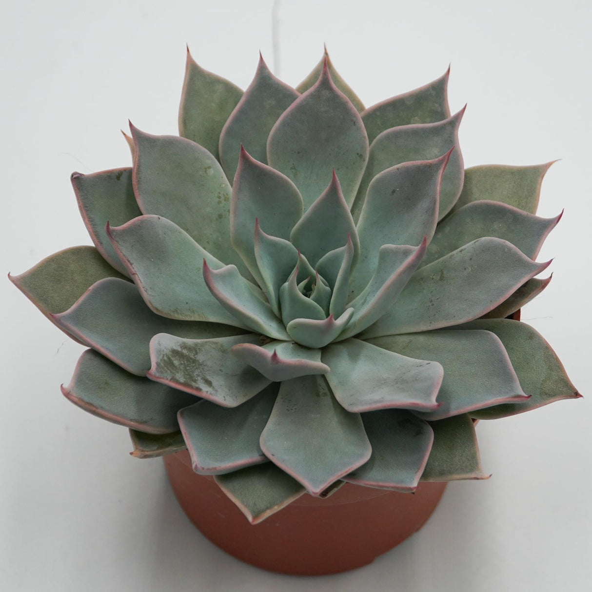 Echeveria Aquila - 10.5cm