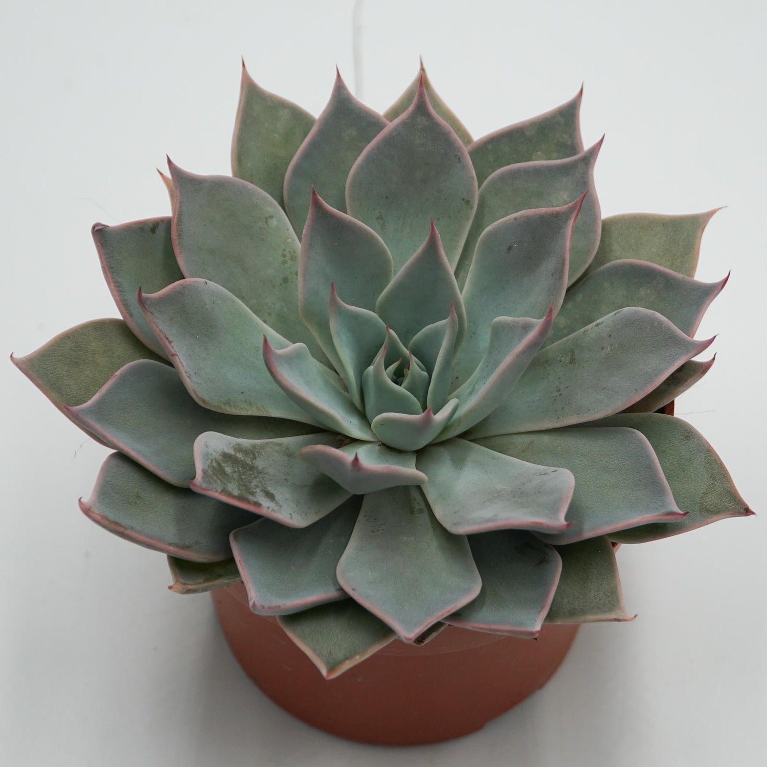 Echeveria Aquila - 10.5cm