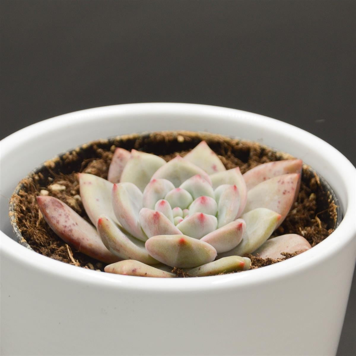 Echeveria Ariel - 9cm