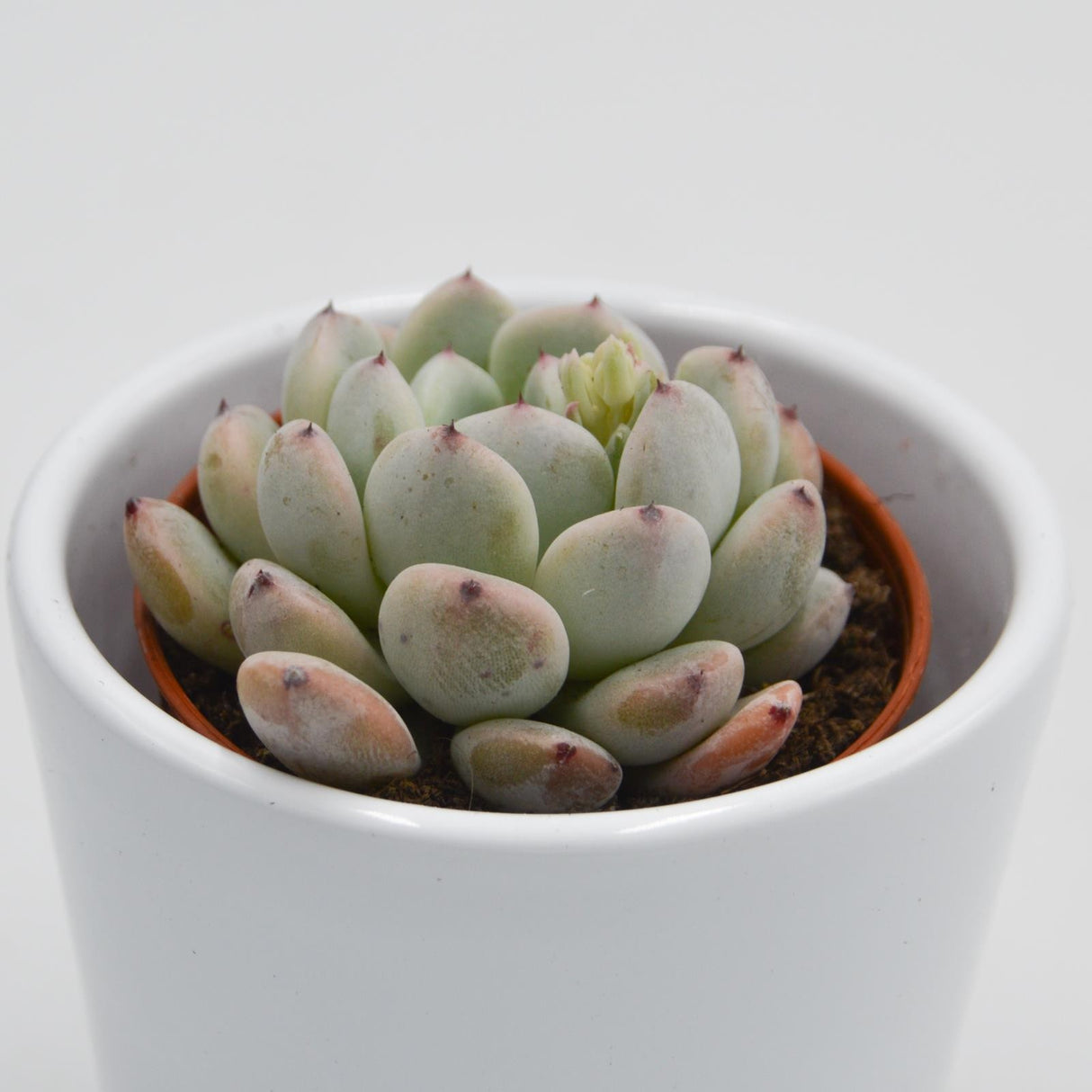 Echeveria Baena - 5.5cm