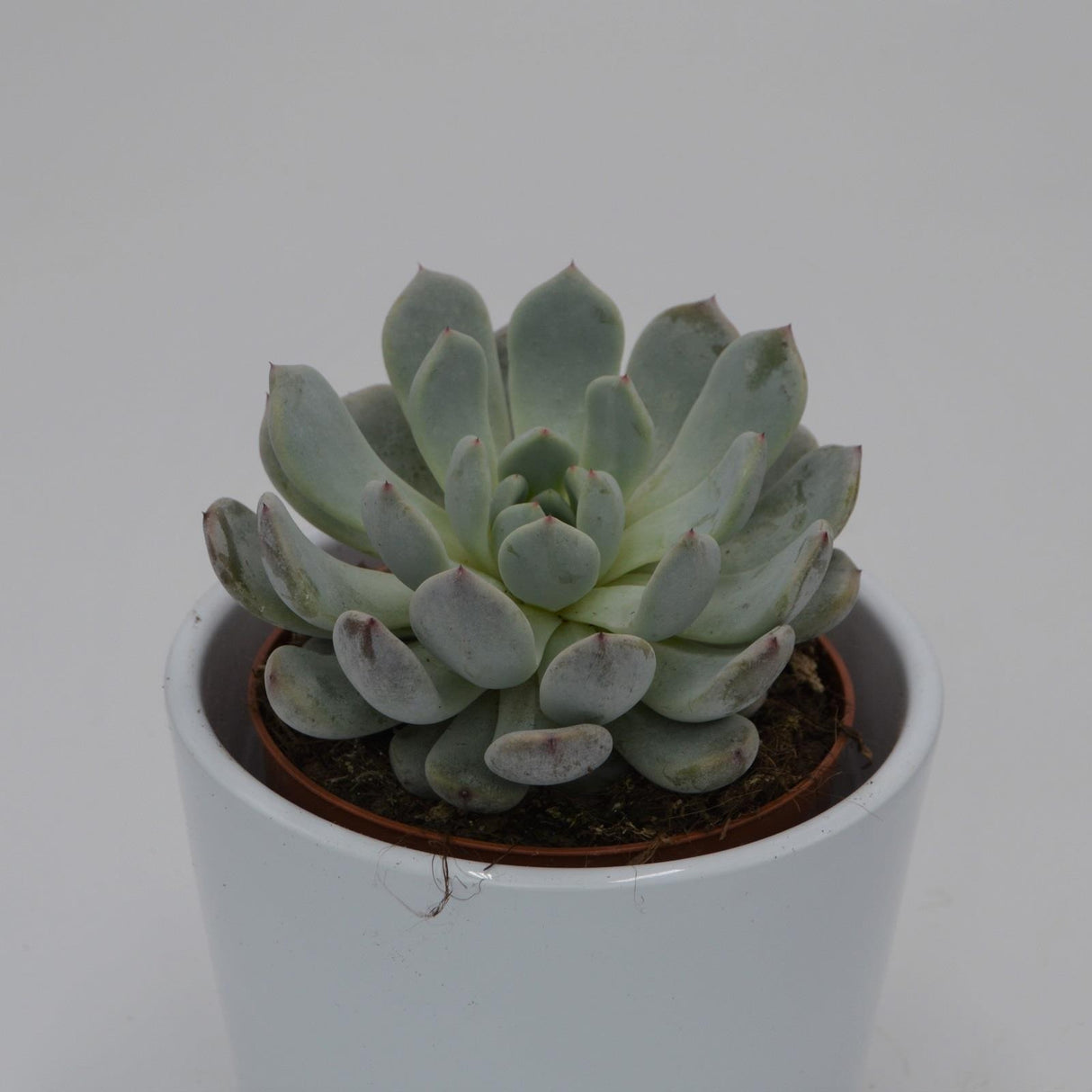 Echeveria Baena - 8.5cm