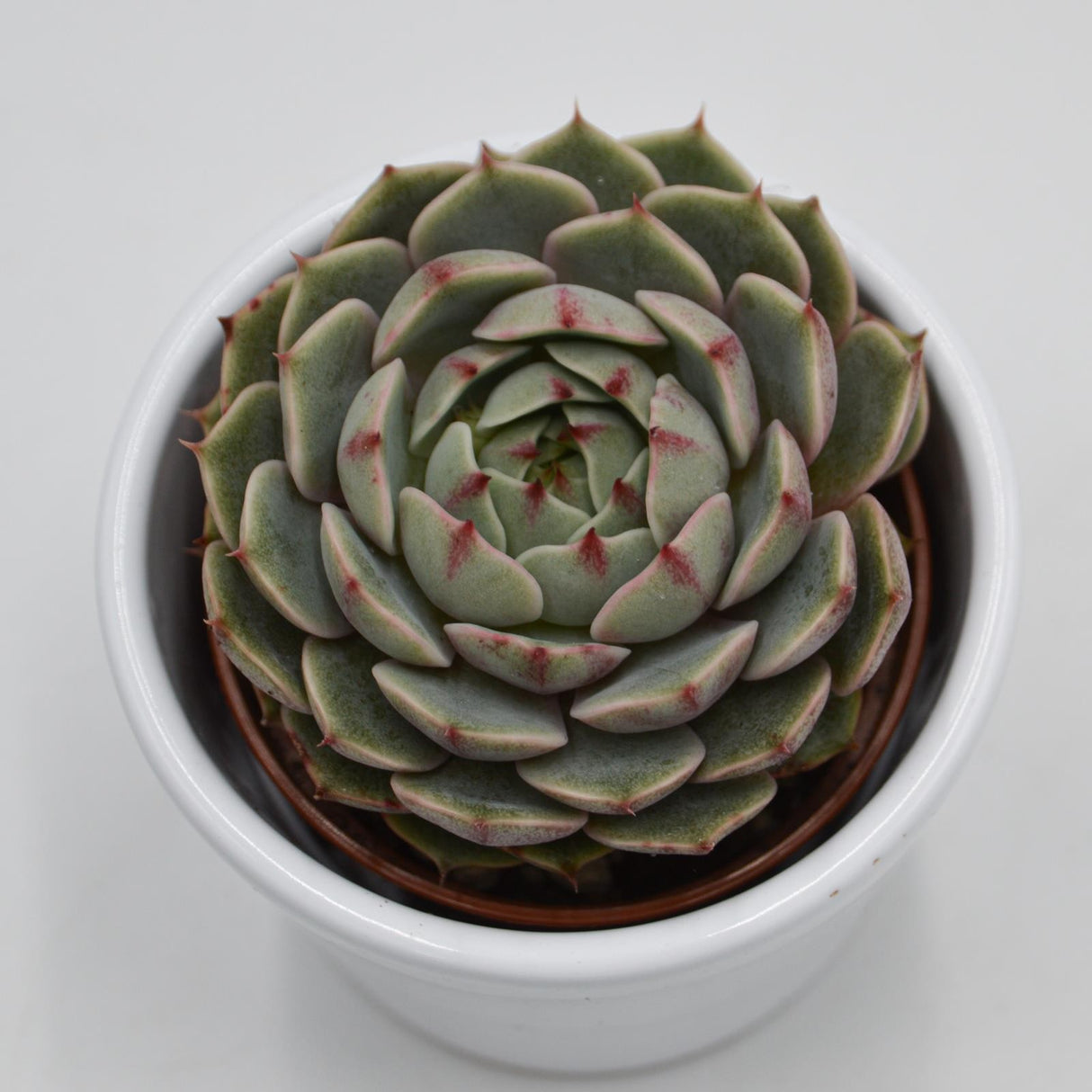 Echeveria Ben Badis - 6cm