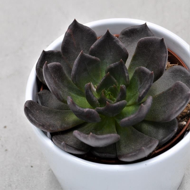 Echeveria Echoc - 10.5cm