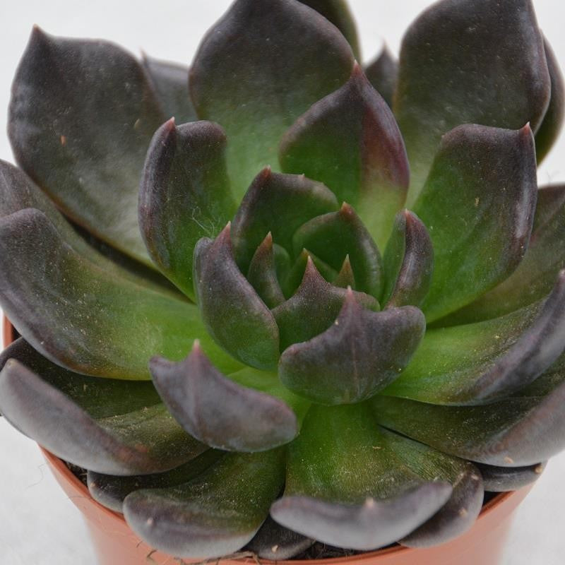 Echeveria Black Prince - 8,5cm