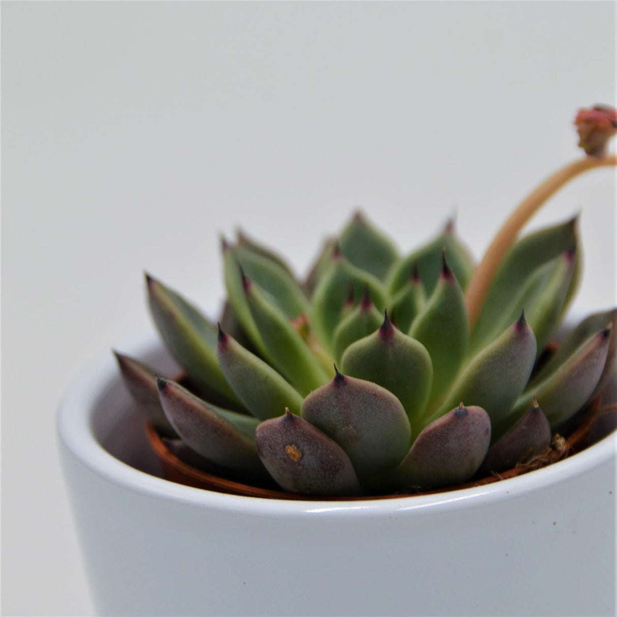 Echeveria Black Tip - 5.5cm