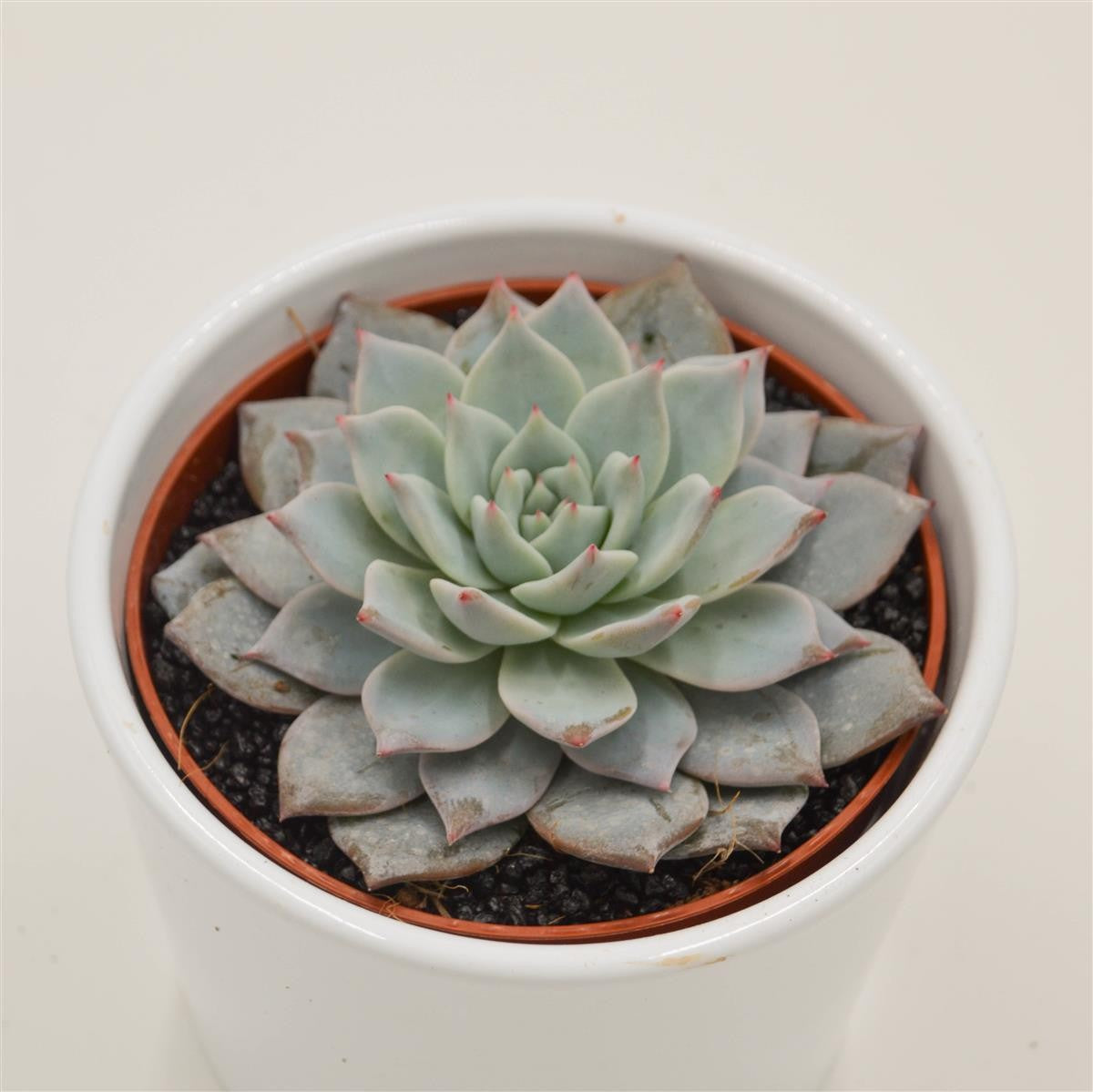 Echeveria Blue Bird - 10.5cm