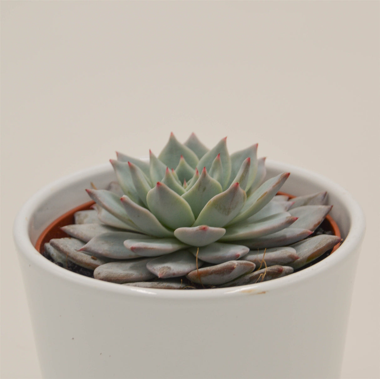 Echeveria Blue Bird - 10.5cm