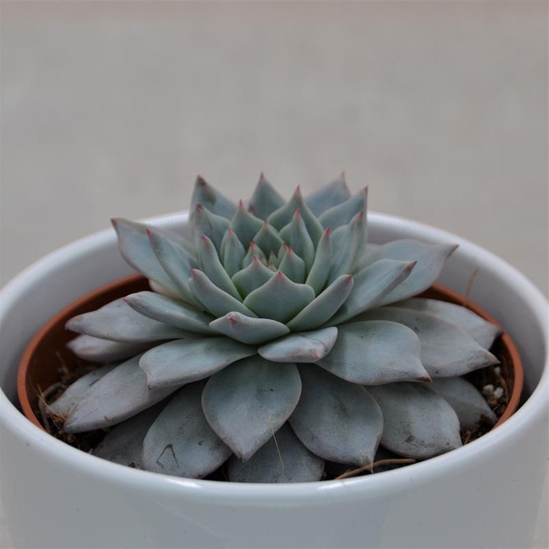 Echeveria Blue Bird - 10.5cm