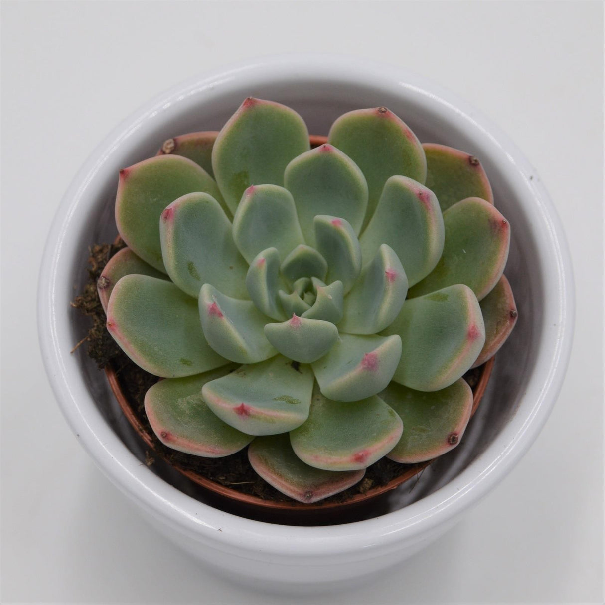 Echeveria Blue Minima - 5.5cm