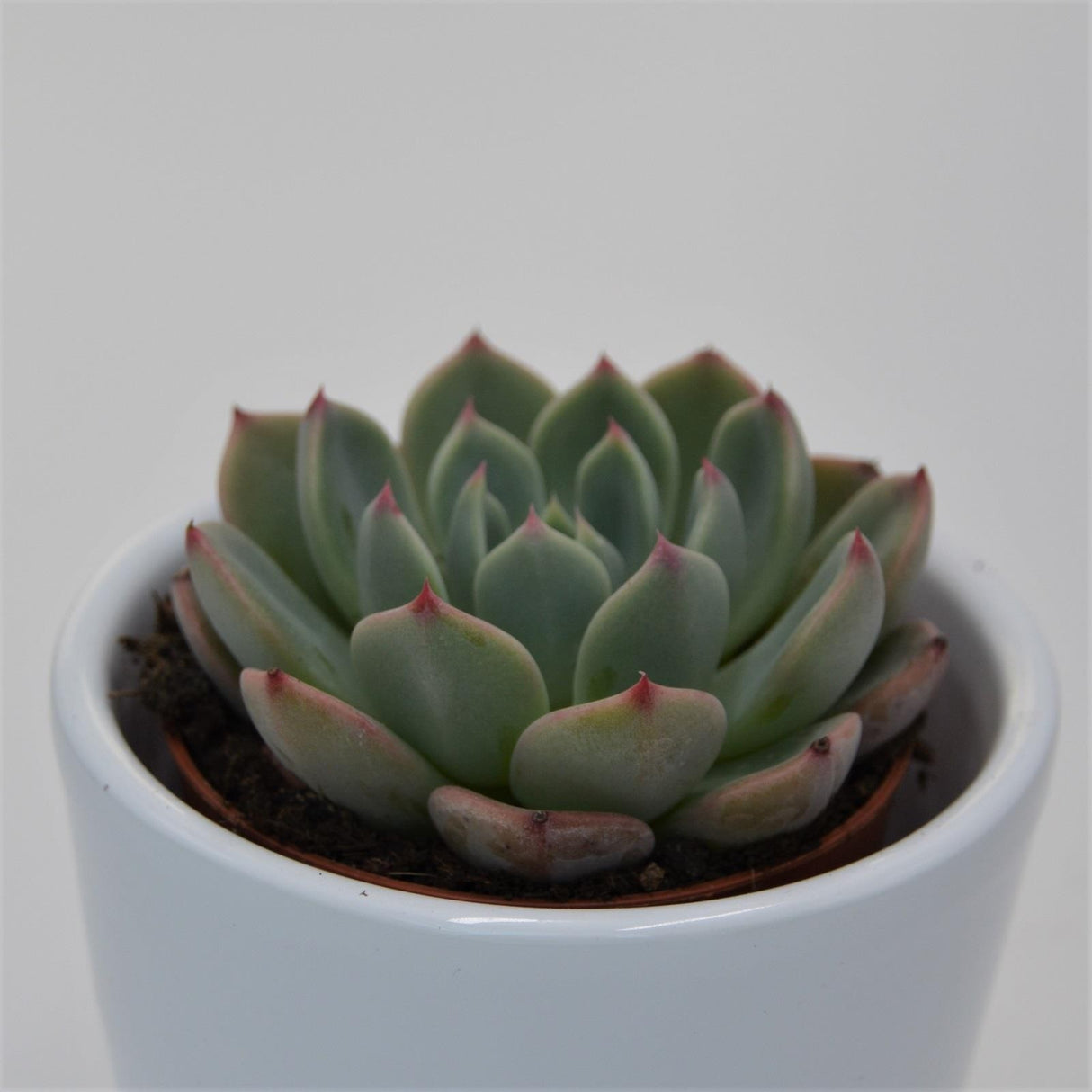 Echeveria Blue Minima - 5.5cm